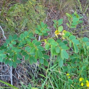Senna pendula var. glabrata at Nambucca Heads, NSW - 5 Jul 2023 04:09 PM