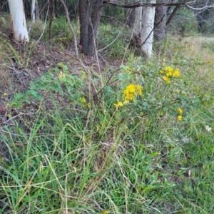 Senna pendula var. glabrata at Nambucca Heads, NSW - 5 Jul 2023