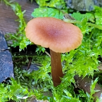 Unidentified Cap on a stem; gills below cap [mushrooms or mushroom-like] at Nambucca Heads, NSW - 5 Jul 2023 by trevorpreston