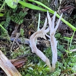 Unidentified Coralloid fungus, markedly branched at suppressed by trevorpreston
