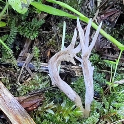 Unidentified Coralloid fungus, markedly branched at Nambucca Heads, NSW - 5 Jul 2023 by trevorpreston