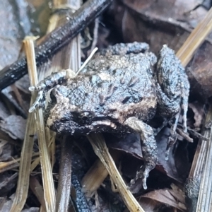 Adelotus brevis at Nambucca Heads, NSW - 5 Jul 2023