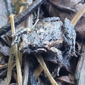 Adelotus brevis (Tusked Frog) at Nambucca Heads, NSW by trevorpreston
