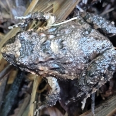 Adelotus brevis at Nambucca Heads, NSW - 5 Jul 2023