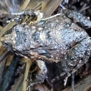 Adelotus brevis at Nambucca Heads, NSW - 5 Jul 2023 02:48 PM