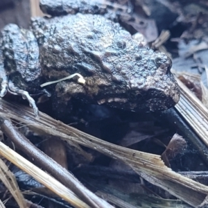 Adelotus brevis at Nambucca Heads, NSW - 5 Jul 2023