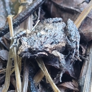 Adelotus brevis at Nambucca Heads, NSW - 5 Jul 2023