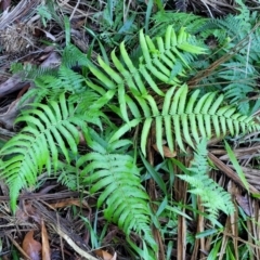 Christella dentata (Binung) at Nambucca Heads, NSW - 5 Jul 2023 by trevorpreston