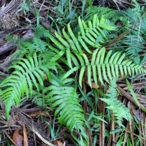 Christella dentata at Nambucca Heads, NSW - 5 Jul 2023