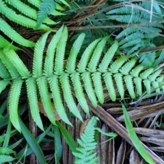 Christella dentata at Nambucca Heads, NSW - 5 Jul 2023