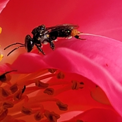 Unidentified Bee (Hymenoptera, Apiformes) at Nambucca Heads, NSW - 5 Jul 2023 by trevorpreston