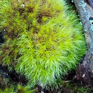 Unidentified Moss, Liverwort or Hornwort at suppressed by trevorpreston
