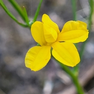 Goodenia bellidifolia subsp. bellidifolia at Nambucca Heads, NSW - 5 Jul 2023 02:38 PM