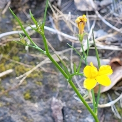 Goodenia bellidifolia subsp. bellidifolia at Nambucca Heads, NSW - 5 Jul 2023 02:38 PM