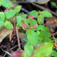 Pomax umbellata (A Pomax) at Nambucca Heads, NSW - 5 Jul 2023 by trevorpreston