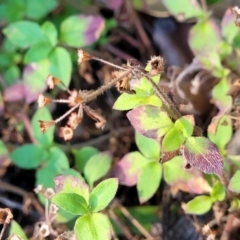 Pomax umbellata at Nambucca Heads, NSW - 5 Jul 2023