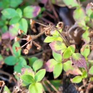 Pomax umbellata at Nambucca Heads, NSW - 5 Jul 2023