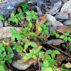 Pomax umbellata at Nambucca Heads, NSW - 5 Jul 2023