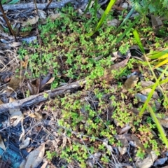 Pomax umbellata at Nambucca Heads, NSW - 5 Jul 2023 02:40 PM