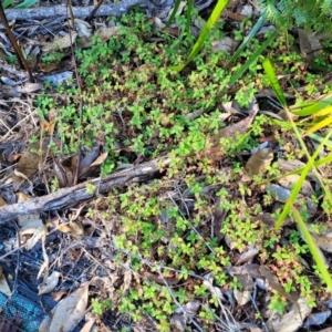 Pomax umbellata at Nambucca Heads, NSW - 5 Jul 2023