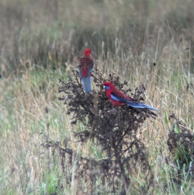 Platycercus elegans (Crimson Rosella) at Pulletop, NSW - 5 Jul 2023 by Darcy