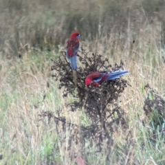 Platycercus elegans at Pulletop, NSW - suppressed