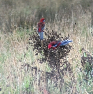 Platycercus elegans at Pulletop, NSW - suppressed