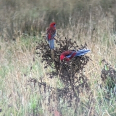 Platycercus elegans at Pulletop, NSW - 5 Jul 2023