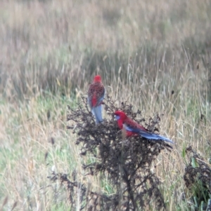 Platycercus elegans at Pulletop, NSW - suppressed