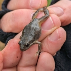Unidentified Frog at Pulletop, NSW - 5 Jul 2023 by Darcy