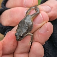 Limnodynastes dumerilii (Eastern Banjo Frog) at Pulletop, NSW - 5 Jul 2023 by Darcy