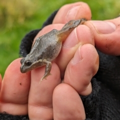 Limnodynastes dumerilii at Pulletop, NSW - suppressed