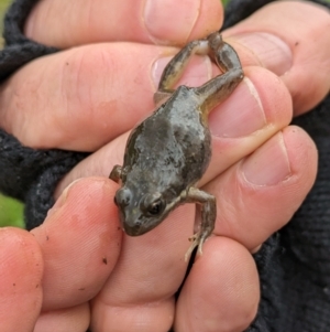 Limnodynastes dumerilii at Pulletop, NSW - 5 Jul 2023