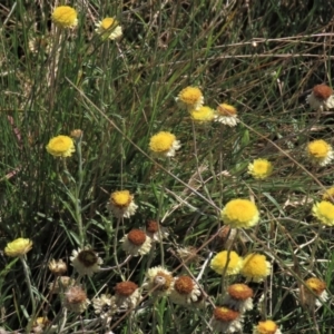 Coronidium gunnianum at Dry Plain, NSW - 14 Mar 2022