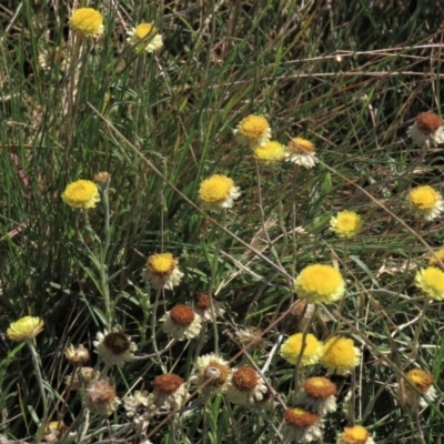 Coronidium gunnianum (Gunn's Everlasting) at Dry Plain, NSW - 14 Mar 2022 by AndyRoo