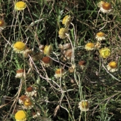 Coronidium gunnianum at Dry Plain, NSW - 14 Mar 2022