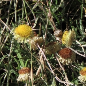 Coronidium gunnianum at Dry Plain, NSW - 14 Mar 2022