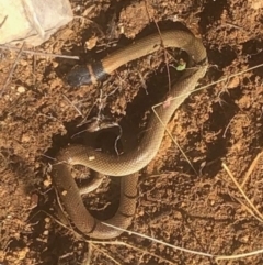 Pseudonaja textilis at Michelago, NSW - 6 Jul 2023 by Nockels