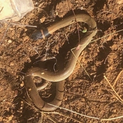 Pseudonaja textilis (Eastern Brown Snake) at Michelago, NSW - 6 Jul 2023 by Nockels