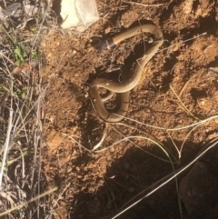 Pseudonaja textilis at Michelago, NSW - 6 Jul 2023 02:34 PM