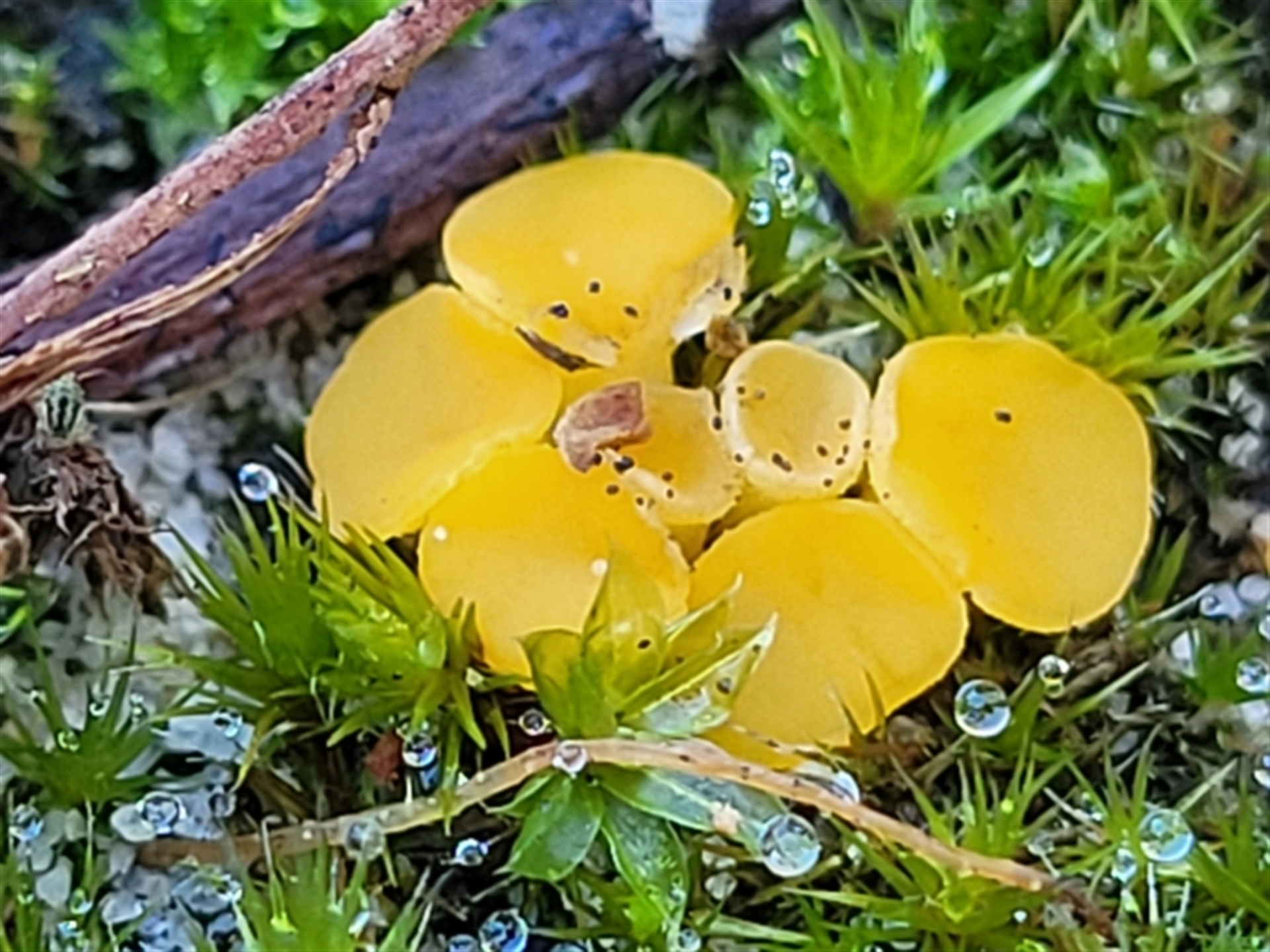 Phaeohelotium (Discinella terrestris aggregate) at Nambucca Heads, NSW - 6 Jul 2023 01:36 PM