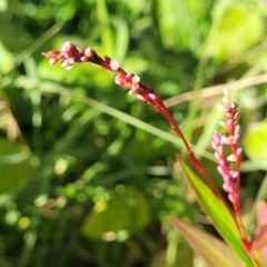 Persicaria decipiens (Slender Knotweed) at Nambucca Heads, NSW - 5 Jul 2023 by trevorpreston