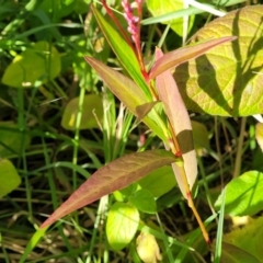 Persicaria decipiens at Nambucca Heads, NSW - 5 Jul 2023 02:42 PM