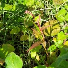 Persicaria decipiens at Nambucca Heads, NSW - 5 Jul 2023 02:42 PM