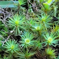 Unidentified Moss, Liverwort or Hornwort at Nambucca Heads, NSW - 5 Jul 2023 by trevorpreston