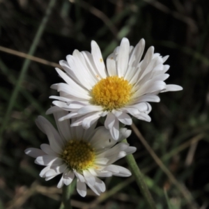 Brachyscome aculeata at Dry Plain, NSW - 14 Mar 2022