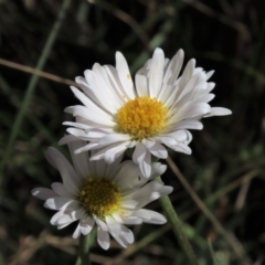 Brachyscome aculeata (Hill Daisy) at Top Hut TSR - 14 Mar 2022 by AndyRoo