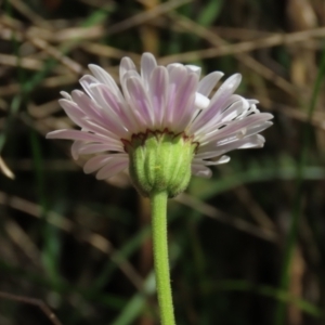 Brachyscome aculeata at Dry Plain, NSW - 14 Mar 2022