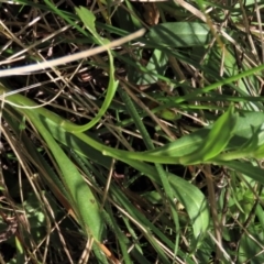 Brachyscome aculeata at Dry Plain, NSW - 14 Mar 2022