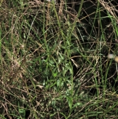 Brachyscome aculeata at Dry Plain, NSW - 14 Mar 2022 11:13 AM